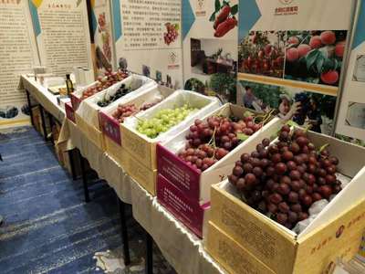 中国西部国际农产品产销会开幕 合阳10余种特色农产品亮相