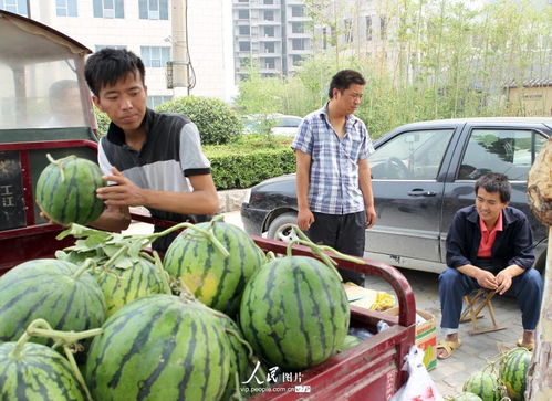 为减轻家庭负担 山东菏泽三名尿毒症患者摆摊卖瓜自救